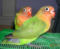 fischers_lovebirds3X.jpg